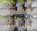 Puppy Red collar Doberman Pinscher