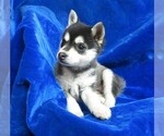 Small Photo #6 Alaskan Klee Kai Puppy For Sale in NORWOOD, MO, USA