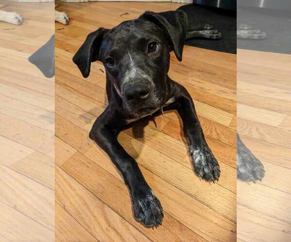 Medium Photo #13 Boxer-Pointer Mix Puppy For Sale in Sandy, UT, USA