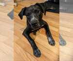 Small #12 Boxer-Pointer Mix