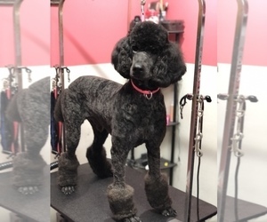 Father of the Poodle (Standard) puppies born on 04/23/2025