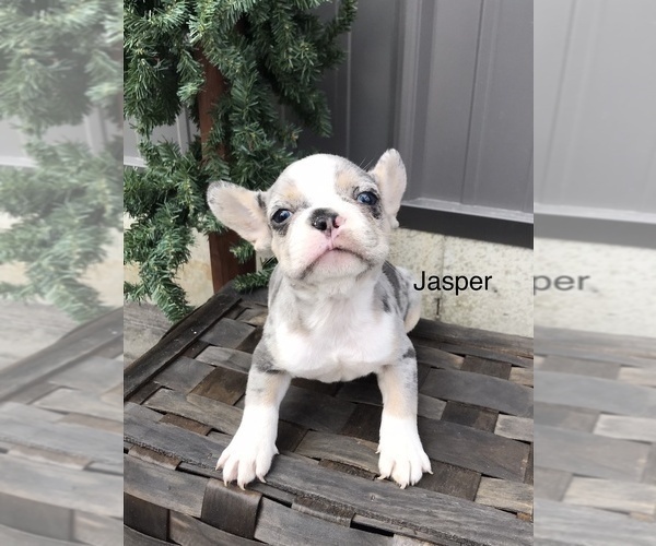 Medium Photo #1 French Bulldog Puppy For Sale in GOSHEN, IN, USA