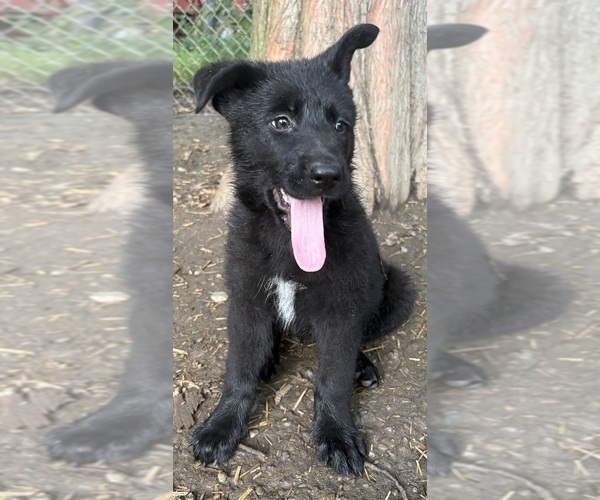 Medium Photo #6 German Shepherd Dog Puppy For Sale in PULASKI, PA, USA