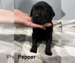 Small Labrador Retriever