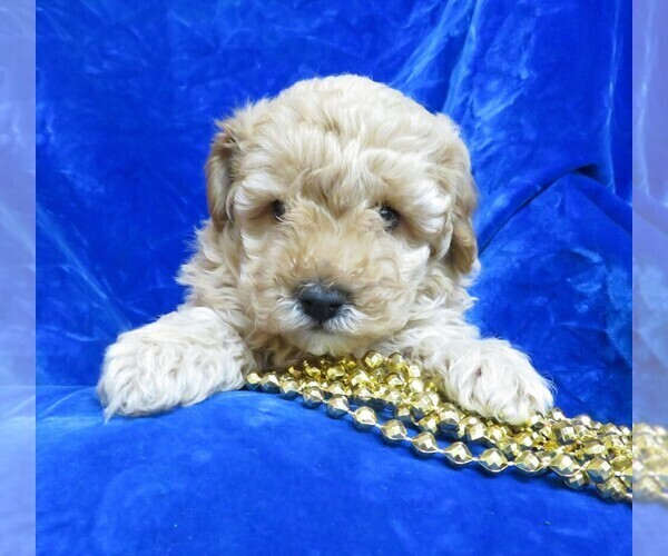 Medium Photo #1 Poodle (Miniature) Puppy For Sale in NORWOOD, MO, USA