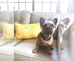 Small #1 French Bulldog