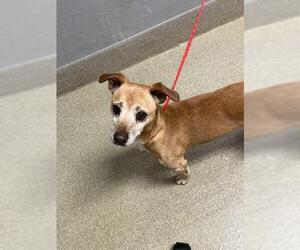 Chiweenie Dogs for adoption in Las Vegas, NV, USA