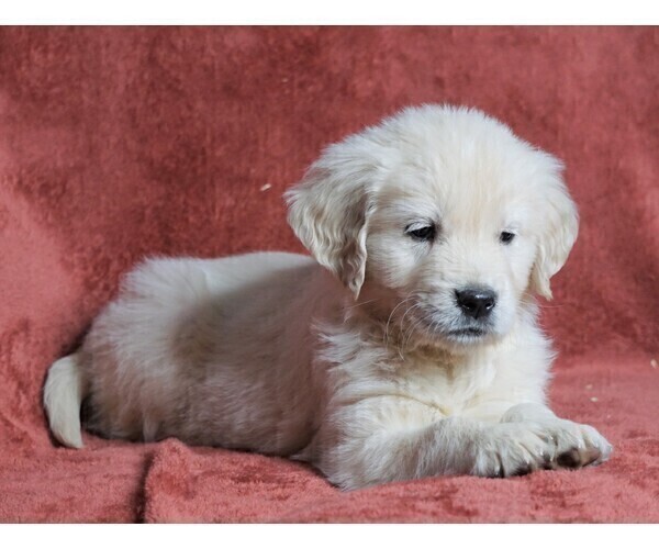 Medium Photo #4 Golden Retriever Puppy For Sale in FREDERICKSBG, OH, USA