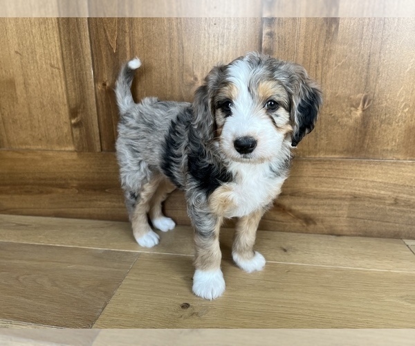 Medium Photo #1 Bernedoodle Puppy For Sale in APPLETON, WI, USA