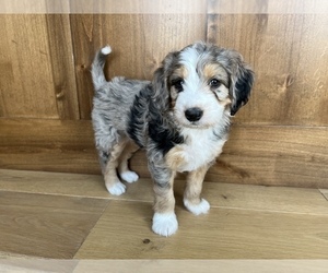 Bernedoodle Puppy for Sale in APPLETON, Wisconsin USA