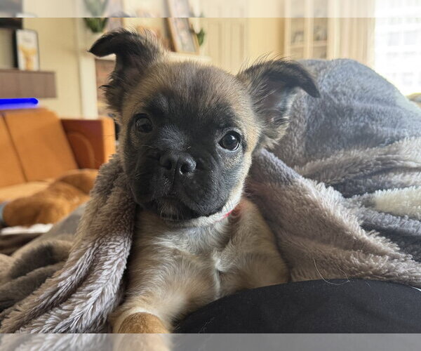 Medium Photo #4 French Bulldog-Unknown Mix Puppy For Sale in Brewster, NY, USA
