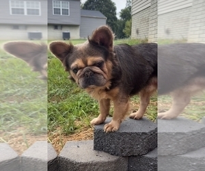 Father of the French Bulldog puppies born on 10/17/2025