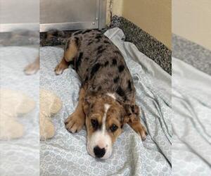 Catahoula Leopard Dog-Unknown Mix Dogs for adoption in Brewster, MA, USA