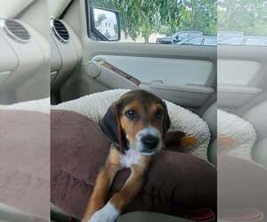 Beagle Puppy for sale in FORT BENNING, GA, USA