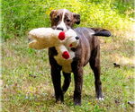 Small #2 Mutt