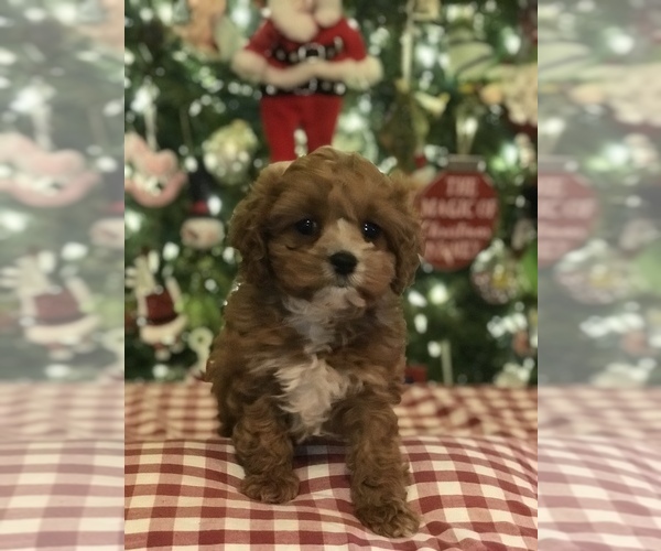 Full screen Photo #6 Cavapoo Puppy For Sale in BOWLING GREEN, KY, USA