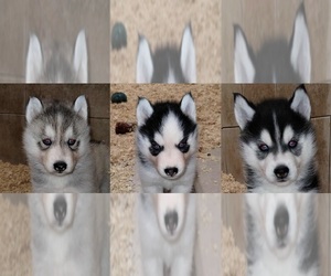 Siberian Husky Puppy for sale in KENNEWICK, WA, USA