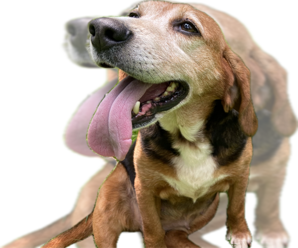 Medium Photo #5 Beagle Puppy For Sale in Rootstown, OH, USA