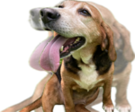 Small #4 Beagle