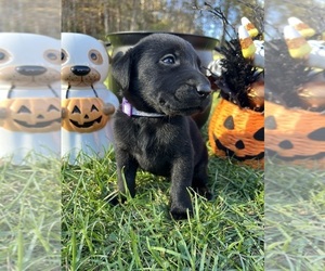Labrador Retriever Puppy for Sale in NEOLA, West Virginia USA