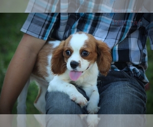 Cavalier King Charles Spaniel Puppy for Sale in BLUFORD, Illinois USA