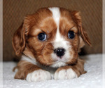 Small #3 Cavalier King Charles Spaniel