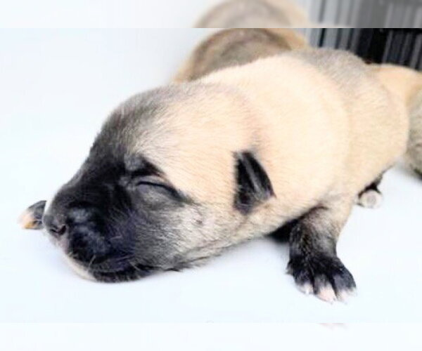 Medium Photo #2 Labrador Retriever Puppy For Sale in Houston, TX, USA