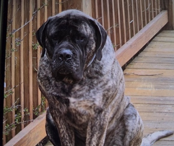 Medium Photo #1 Mastiff Puppy For Sale in WALNUT COVE, NC, USA