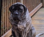 Small Photo #1 Mastiff Puppy For Sale in WALNUT COVE, NC, USA