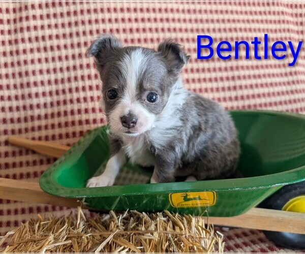 Medium Photo #3 Chihuahua Puppy For Sale in LEBANON, PA, USA