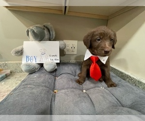 Labradoodle Puppy for sale in LOCKPORT, IL, USA
