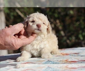 Poodle (Miniature) Puppy for sale in DYERSBURG, TN, USA