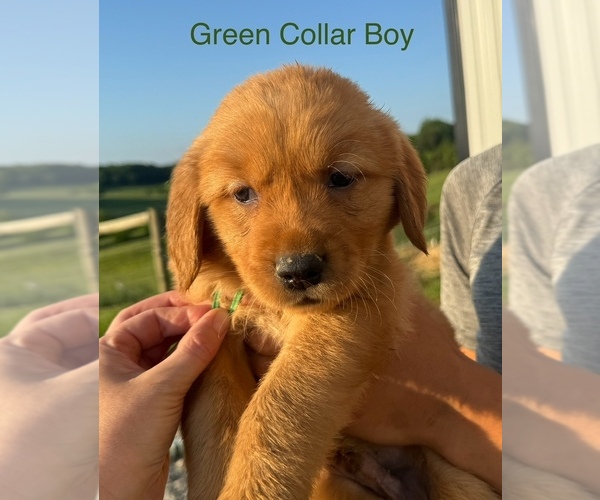 Medium Photo #1 Golden Retriever Puppy For Sale in TOMPKINSVILLE, KY, USA