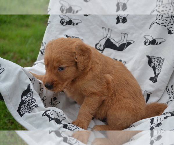 Medium Photo #3 Golden Retriever Puppy For Sale in GREENWOOD, WI, USA
