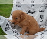 Small #2 Golden Retriever