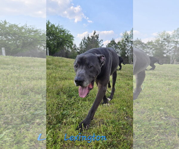 Medium Photo #6 American Pit Bull Terrier-Labrador Retriever Mix Puppy For Sale in Jackson, MS, USA