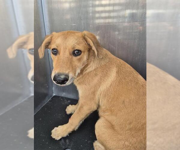 Medium Photo #1 Labrador Retriever-Unknown Mix Puppy For Sale in San Antonio, TX, USA