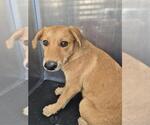 Small Labrador Retriever Mix