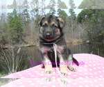 Small #3 German Shepherd Dog