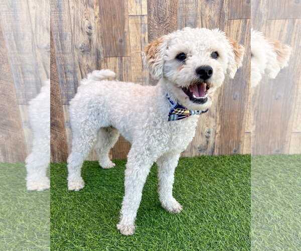 Medium Photo #1 Poodle (Miniature) Puppy For Sale in Corona, CA, USA