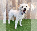 Small Poodle (Miniature)