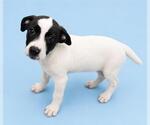 Small Mutt