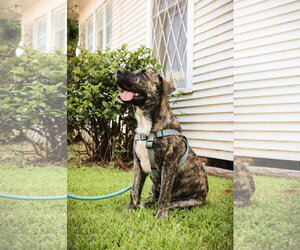 American Pit Bull Terrier-Unknown Mix Dogs for adoption in The Woodlands, TX, USA