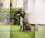 June Berry - Male American Pit Bull Terrier-Unknown Mix Dog for Adoption - Small photo