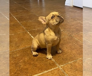 French Bulldog Puppy for sale in CHANNELVIEW, TX, USA
