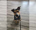 Small #2 Black and Tan Coonhound Mix