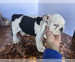 Small #31 Bulldog
