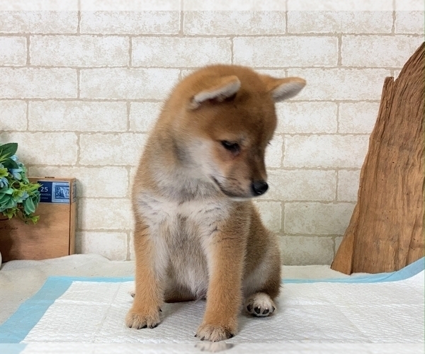 Medium Photo #4 Shiba Inu Puppy For Sale in MANHATTAN, NY, USA