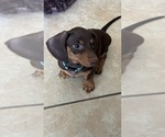 Small Photo #9 Dachshund Puppy For Sale in HUNTINGTON BEACH, CA, USA