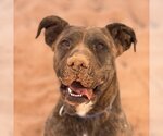 Small Photo #5 American Pit Bull Terrier-Unknown Mix Puppy For Sale in Kanab, UT, USA